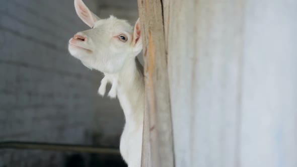 Funny White Goat alt