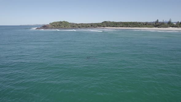 Flying Towards Fingal Headland With Bottlenose Dolphins Swimming In The Tasman Sea - aerial drone sh alt