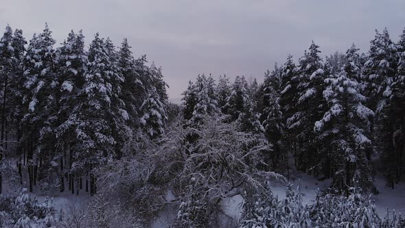 Aerial View of Snowcovered Frozen Coniferous Forest in Cloudy Weather alt