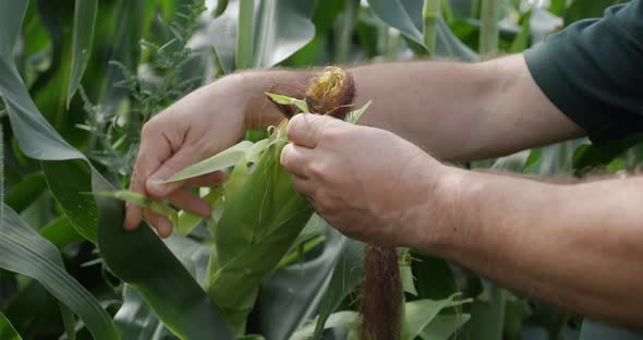 The Agronomist Checks The Ripening Of The Corn By Picking Up The Leaves With His Hands alt
