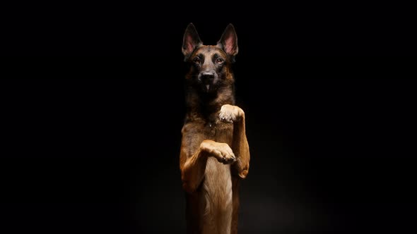 Shorthair Brown Malinois Bard Dog Standing on Back Legs on Black Background alt