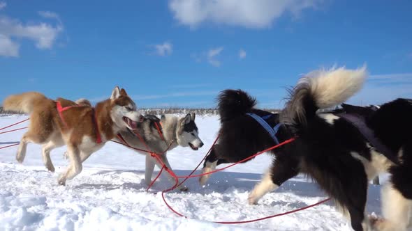 Dogs Harnessed By Dogs Breed Husky Pull Sled with People Slow Motion Video Loop alt