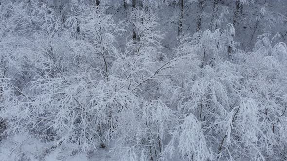 Aerial shot: spruce and pine winter forest completely covered by snow. alt