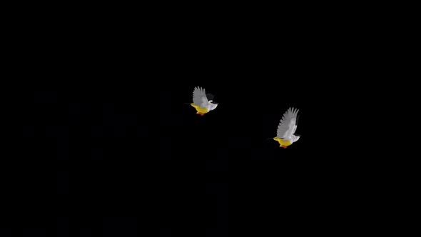 American Manakins - Two Birds - Flying Transition - Alpha Channel
