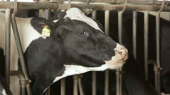 Cow Eating Hay in Farm Barn Agriculture. alt