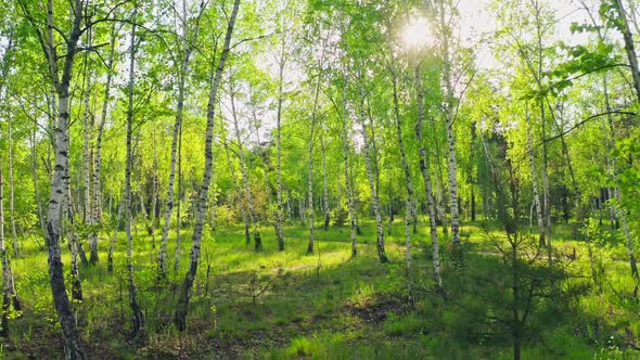 Forest Morning Sun Rays Light Jungle Green Grass Nature Wood Outdoor alt