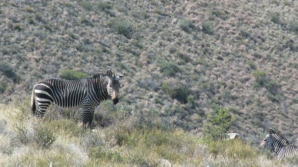 Cape Mountain Zebra (Equus zebra) on a hillside  looking at camera at Mountain Zebra N.P. alt