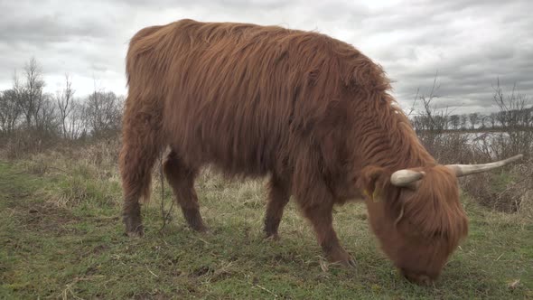 Big highland cattle cow grazing and eating on agricultural grassland, closeup alt