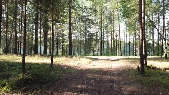 Morning In A Pine Forest