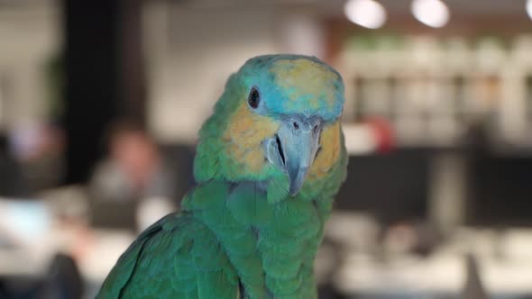 Closeup of a Large Green Parrot alt