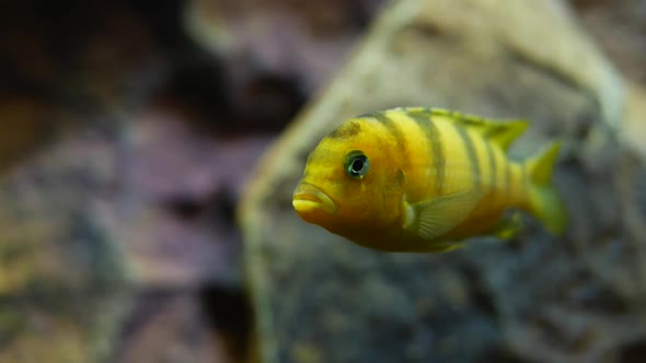 Yellow Fish Swimming With Stripes In Water Tank