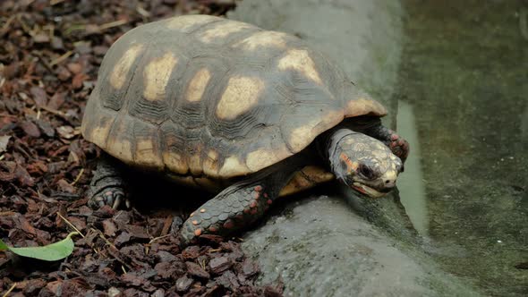 Close up shot of red-footed tortoise drinking and walking alt