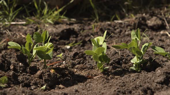 Panning dolly shot of bean plant seedlings in a patch of soil.