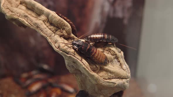 Madagascar Hissing Cockroach or Romphadorhina Portentosa