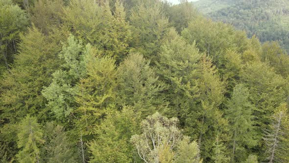 Trees in the Mountains Slow Motion. Aerial View of the Carpathian Mountains in Autumn. Ukraine alt