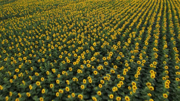 Drone Video of Sunflower Field