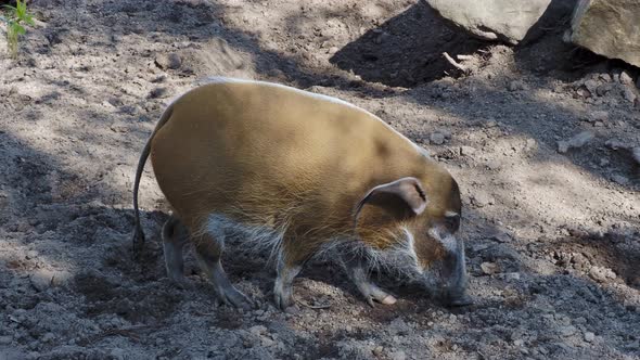 Red River Hog (Potamochoerus porcus) looking for food. 