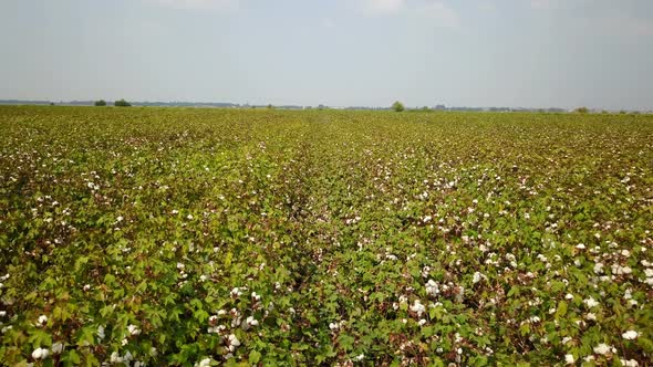 Ripe Raw Cotton Field in Nature of Cukurova, Adana, Turkey
