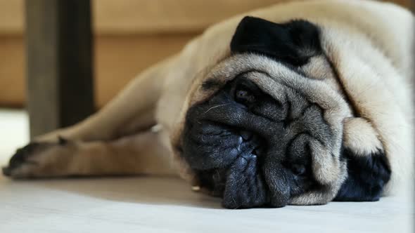 Sad Pug Dog Trying To Sleep at Home, Resting After a Walk, Tired and Lazy alt