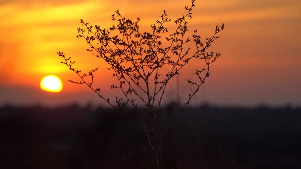 Dry Bush Swaying in the Breeze At Sunset