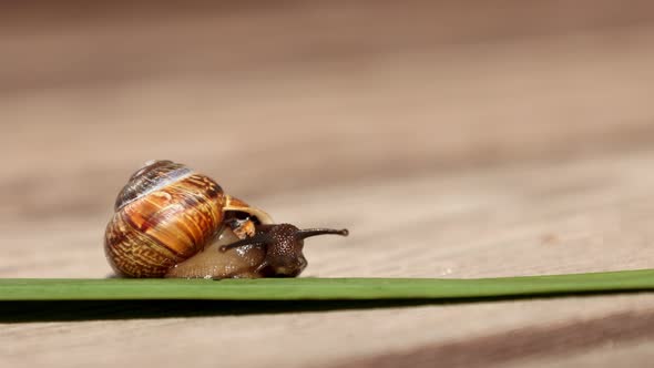 Beautiful land huge snail crawls along green leaf on wooden background