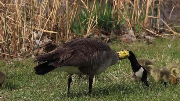 Tagged Canada Goose with New Goslings