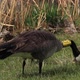 Tagged Canada Goose with New Goslings - VideoHive Item for Sale