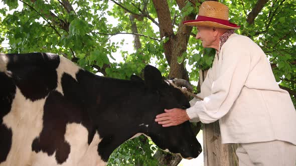 An Old Grandfather in a Ukrainian Vyshyvanka and a Straw Hat Holds Cow By Head alt