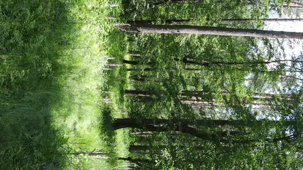 Vertical Video of Forest Landscape in Summer Slow Motion alt