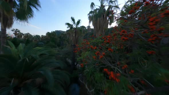 Stock Clip Flying low through cactus garden, close between sunny palms alt