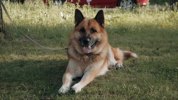 The Dog Lies on the Grass and Guards alt