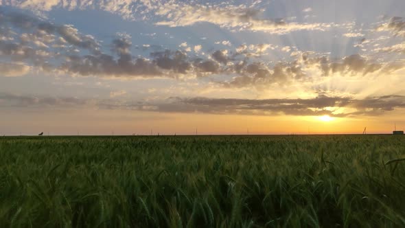 A Large Field Of Green Wheat And A Beautiful Sunset. Sunset Over Wheat