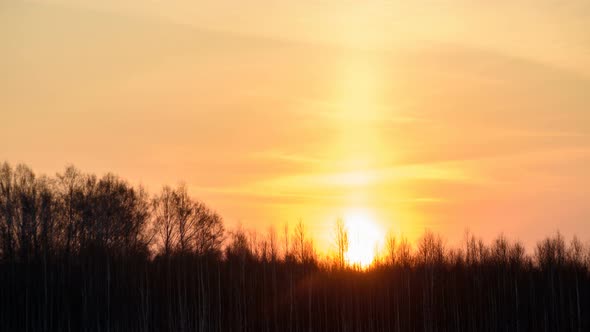 The Sun Rises on a Background of Trees