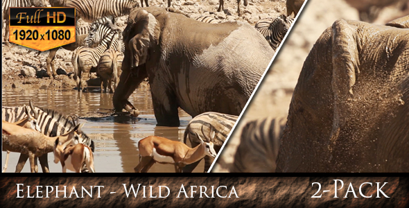 Elephant Wild Africa