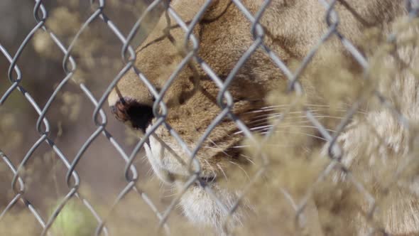 Lioness in a cage held in captivity alt