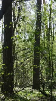 Vertical Video of Green Forest During the Day alt