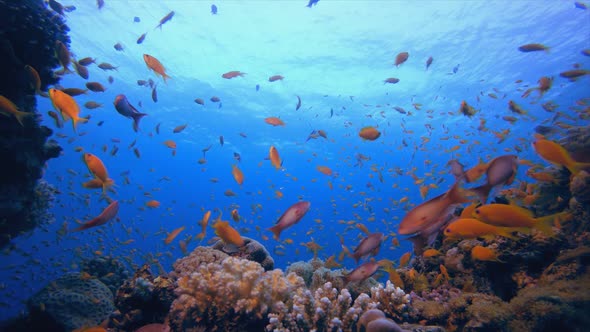 Reef Underwater Coral Garden alt