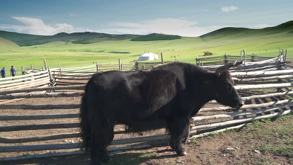 White Ger Tents and Horned Black Yak in the Geography of Mongolian Meadows alt