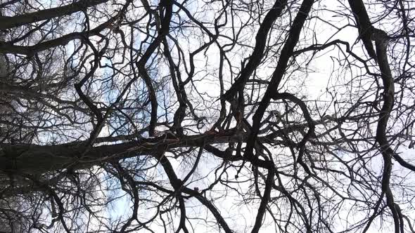 Vertical Video of the Forest with Trees Without Leaves alt