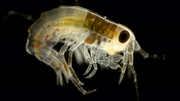 Amphipoda Poekilogammarus Sp. Under the Microscope, of the Family Acanthogammaridae, Endemic alt