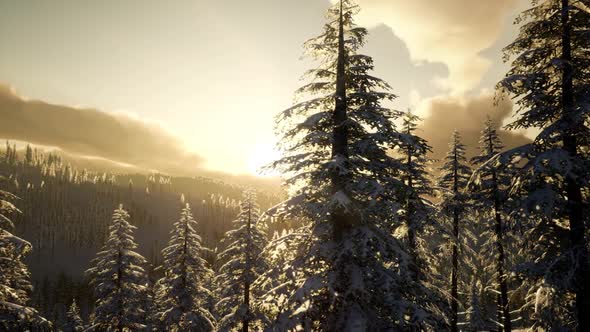 Fantastic Evening Winter Landscape alt