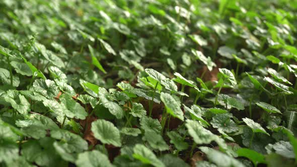 Macro Green Plants At Sunset Slider Shot alt