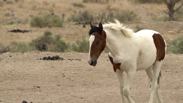 Wild horse walking across desert landscape to watering hole alt