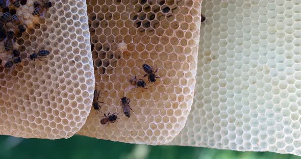 |European Honey Bee, apis mellifera, Bees on a wild Ray, Bees working on Alveolus alt