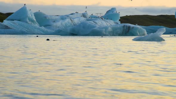 Icebergs and Seal Floating in Ice Lagoon Jokulsarlon Glacier Lagoon in Iceland alt