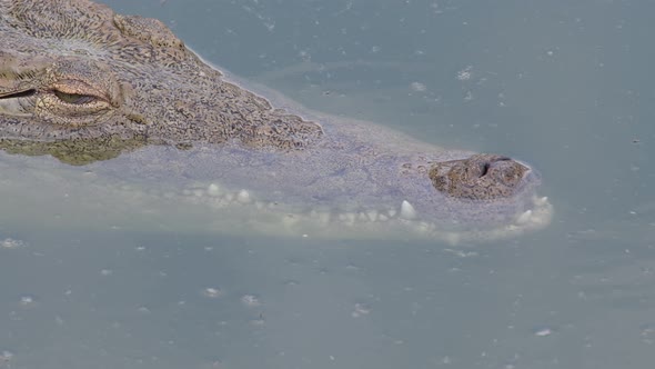 Crocodile Submerging in the River alt