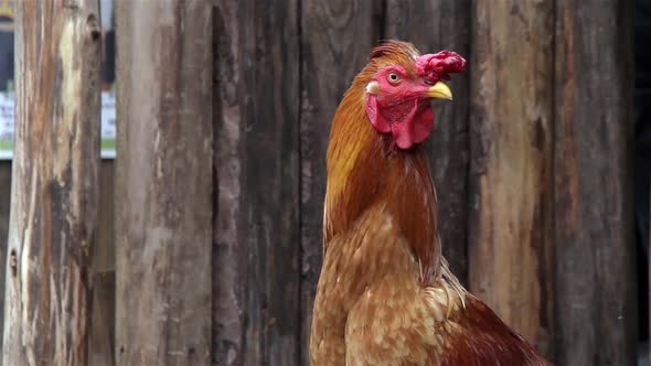 Farmyard Chicken showing a fine set of bright Red Wattles and Comb or Crest. alt