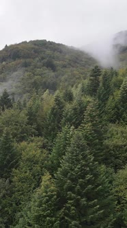 Carpathian Mountains alt