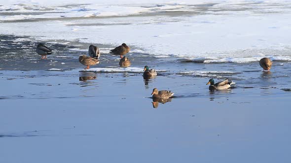 Ducks In Winter