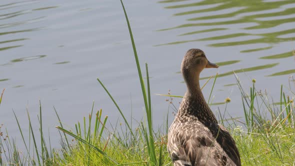 Mallard on Shore of Lake in Arizona alt